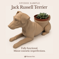 Jack Russell Terrier - Winsome Wags - Studio Sample