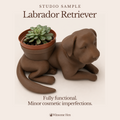 Chocolate Labrador Retriever - Winsome Wags - Studio Sample