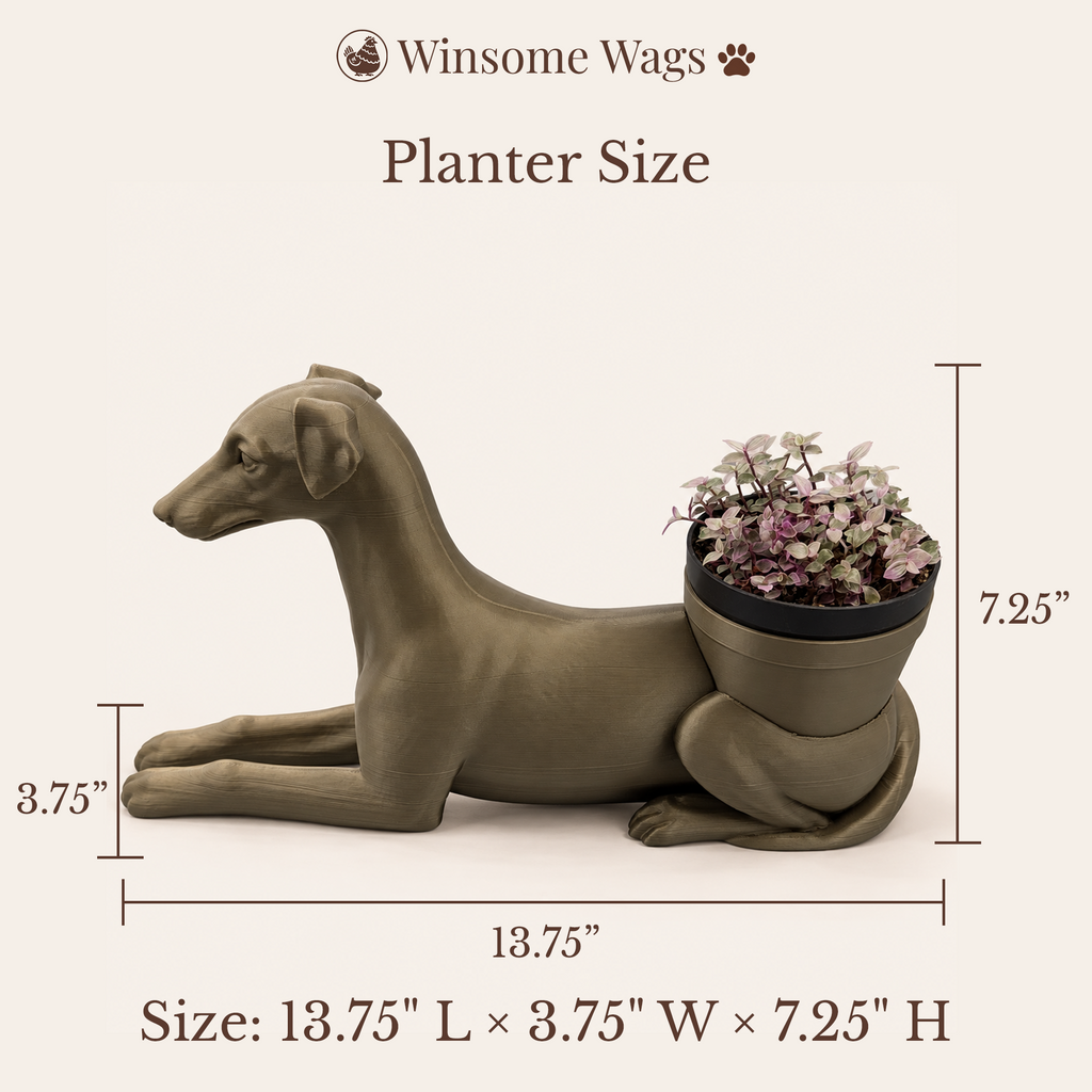 Greyhound - Winsome Wags