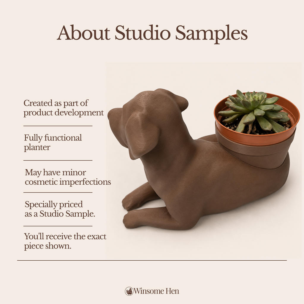 Chocolate Labrador Retriever - Winsome Wags - Studio Sample