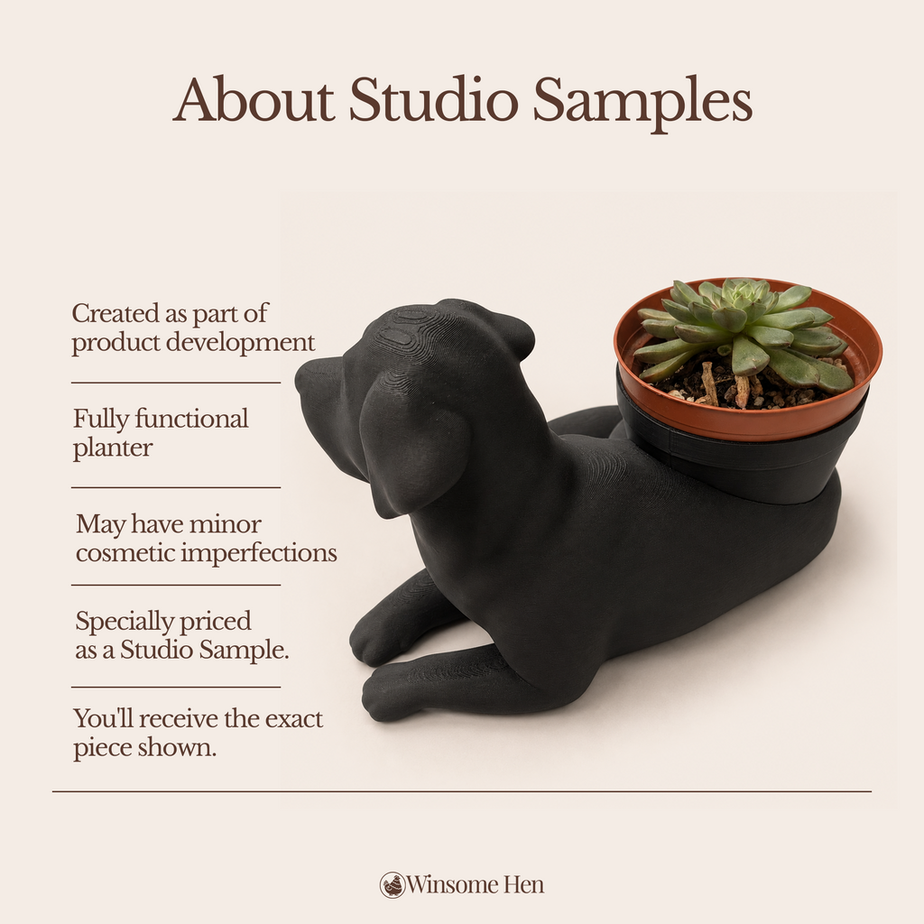 Black Labrador Retriever - Winsome Wags - Studio Sample