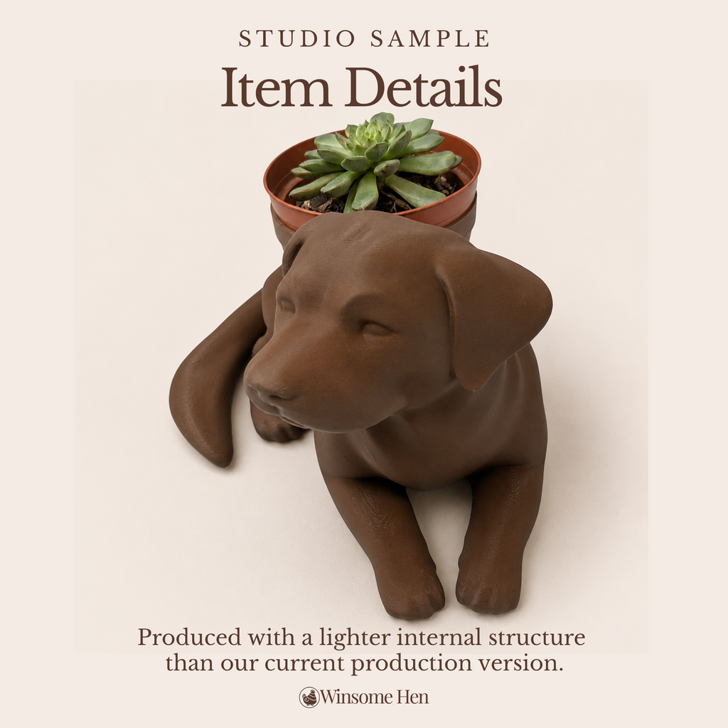 Chocolate Labrador Retriever - Winsome Wags - Studio Sample