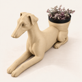 Greyhound - Winsome Wags