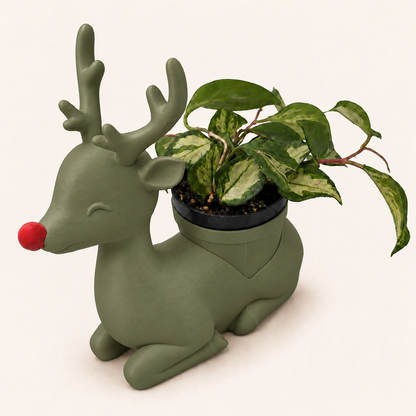 Rudolph - Winsome Wonderland