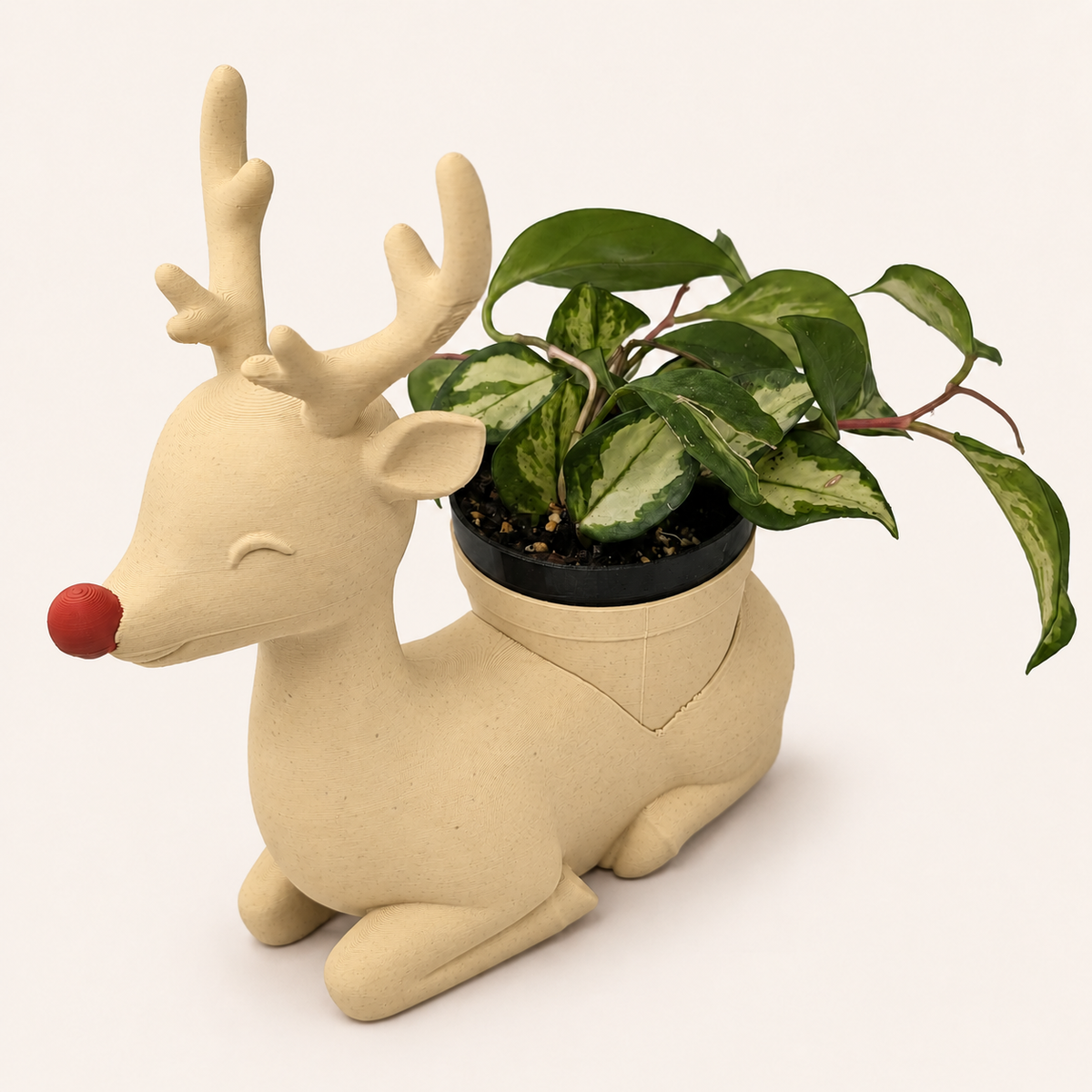 Rudolph - Winsome Wonderland