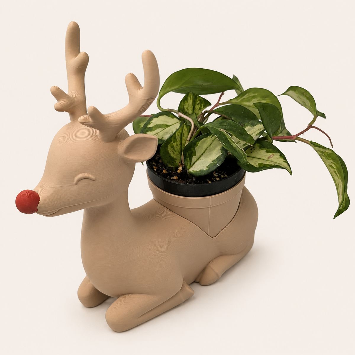Rudolph - Winsome Wonderland