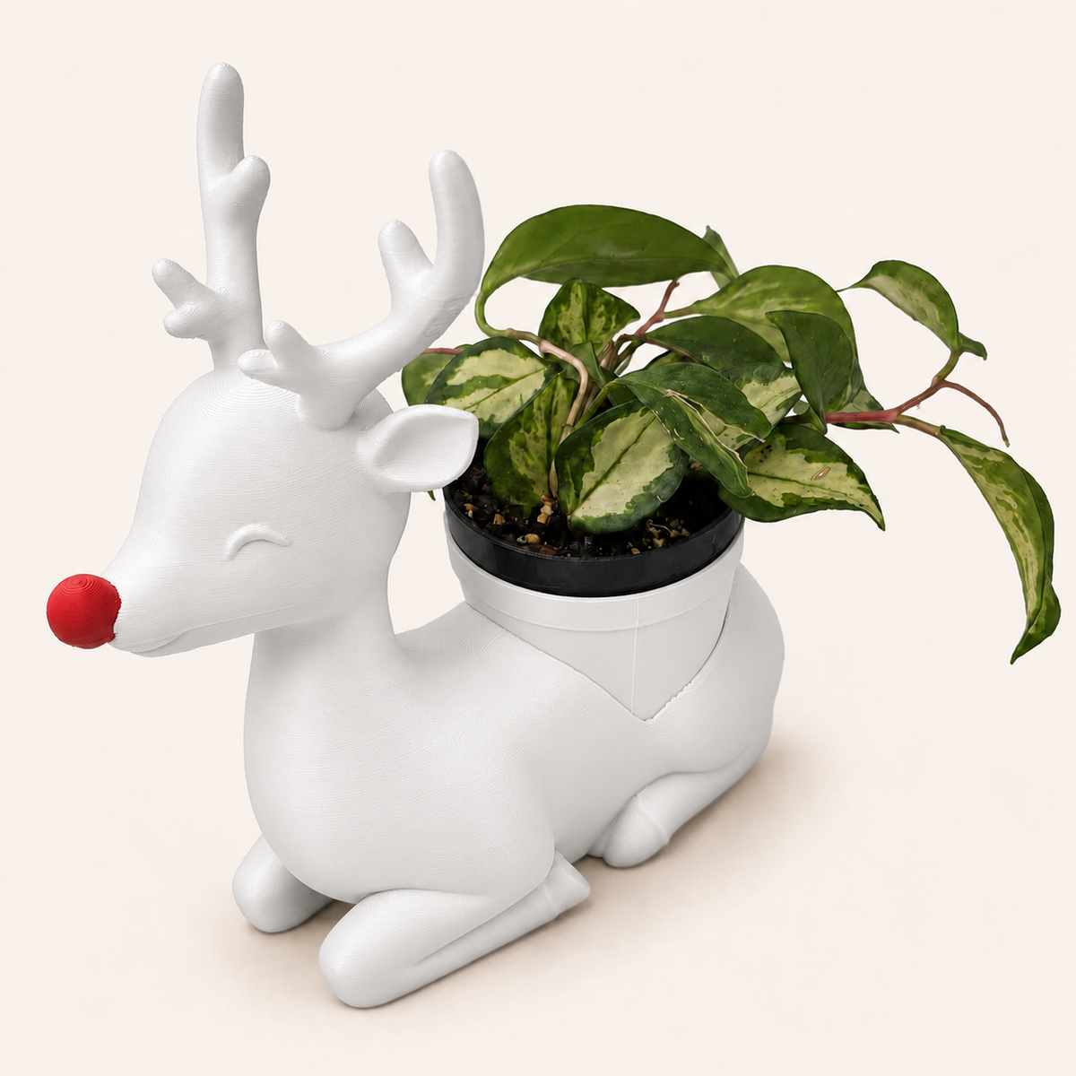 Rudolph - Winsome Wonderland